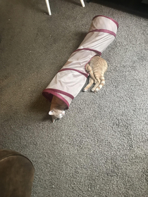 My two cats sleeping in their tunnel look like one extra long kitty 