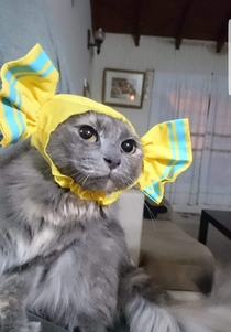 My uncle brought my cat a hat from Japan