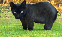 my version of my cats face on a bear Smitty the kitty