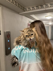 My very frightened cat climbed my shoulder and got caught under my hair result is a luxurious cat wig