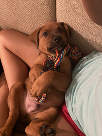 My  week old puppy already mastered the awkward school picture smile