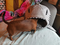 My Wiener got eaten by a shark