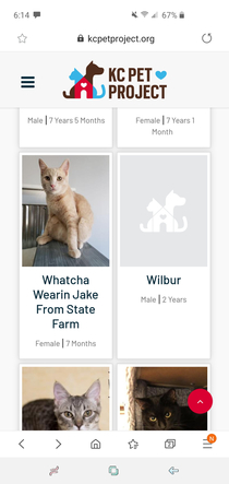 My wife and I looking through a local kitty adoption website