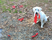 My wife has pretty red bows she likes to put up for the holidays Guess who just launched himself to the top of her shit list 