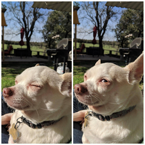 My wife interrupted our Chihuahuas sun bathing session by moving slightly He was not amused