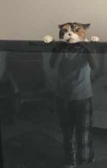 My wife just texted me this picture of our cat playing behind the TV