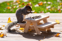 My wife made a picnic table for squirrels