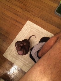 My wifes rat dog doesnt let me poop in peace