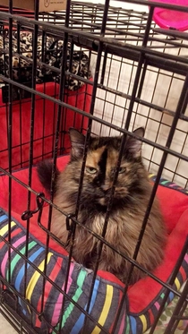 My  year old cats look when I put her sneaky self in the cage before bringing in groceries