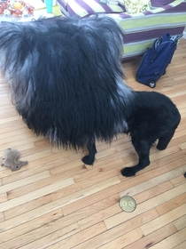 My  year old doggo is blind deaf has dementia and now managed to get lost in my mothers sheepskin blanket