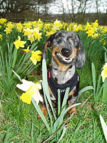 My  year old handsome boy when he was a puppy