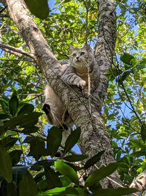 My  year old indoor cat whos never been outside before snuck out and ended up in this tree Shes too fat and got wedged there Her face says it all