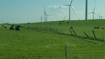 My  year old That farmer must really love his cows he put up all those fans to keep them cool