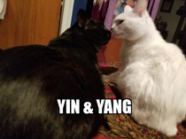 My Yin and Yang