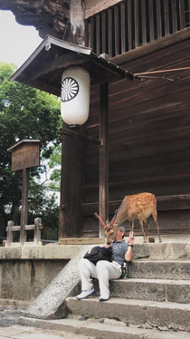 Nara Japan where the wild deer have no boundaries
