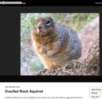 National Park Service says rock squirrel is overfed Rock squirrel probably could still eat some more granola bar if you got some Alt text calling it a large round squirrel just piling on rock squirrel opines