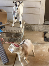 Naughty goats getting into an empty feed container Nora watches Tom Brady as he runs into the downspout So glad he had on a helmet 