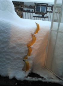 Nearly four bananas of snow