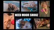 need moor shooz
