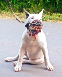 Neighbor says your dog is scary and needs a muzzle Not a problem