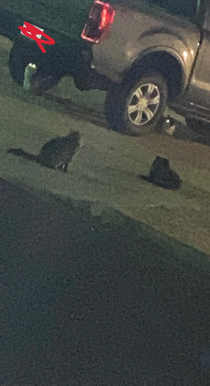 Neighborhood cat council meeting