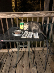 Neighbors cat stealing Fluffys food again