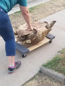 Neighbors tortoise escaped and walked almost a street away At around  pounds this was their solution to get her home
