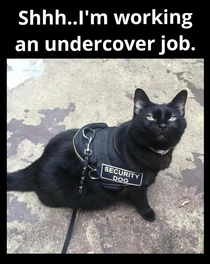 Never blow the cover of an agent in the Feline Bureau of Investigation