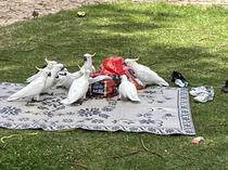 Never leave your picnic unattended in Australia