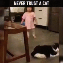 Never trust a Cat