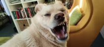 Never try to take a cute picture of this dog