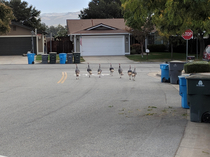 New crew rolled up deep in my neighborhood