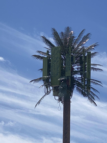 New palm tree species - Arecaceae Verizonus that produces EMF panels instead of coconuts 