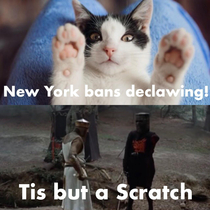 New York bans Cat Declawing