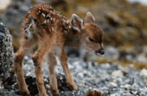 newborn-baby-deer-113522.gif