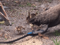 Newborn peacock trying  to jump over a hose