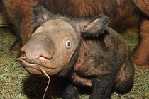 Newborn Sumatran rhinos look like old stuffed animals