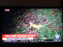 News alert Its raining lizards in Miami this morning