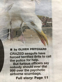 Newspaper gives accurate description of seagulls