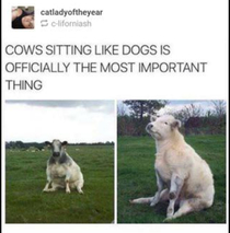 Nice Pose Cow
