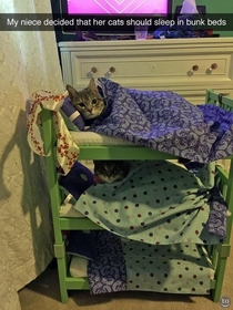Niece decided that her cats should sleep in bunk beds