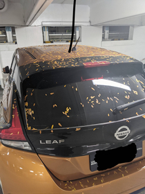 Nissan leaf