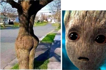No Groot dont