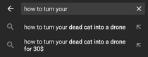 No more dead cats