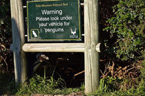 No penguins under here