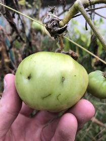 No way I can eat this tomato Vegans are killers too