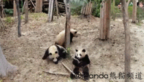 No wonder pandas are endangered Its so hard for them to get everything right so they mate then this happens