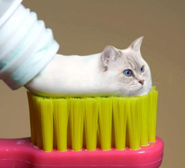 Nobody asked but heres a cat photoshopped into toothpaste