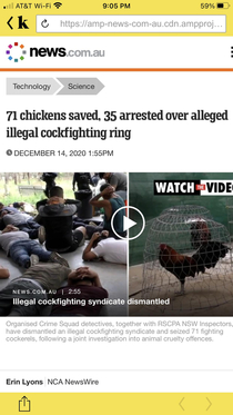 None of the  chickens arrested has yet confessed