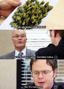 Northern Lights Cannabis Indica